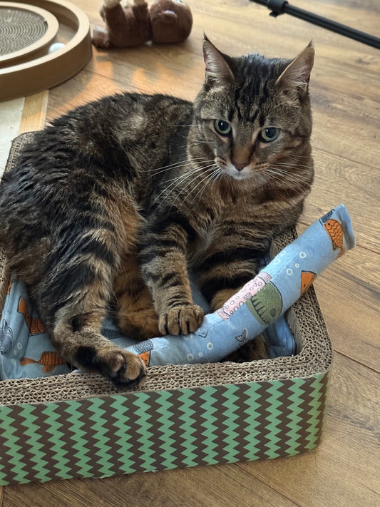 Meow Madness Cat Kicker Toy